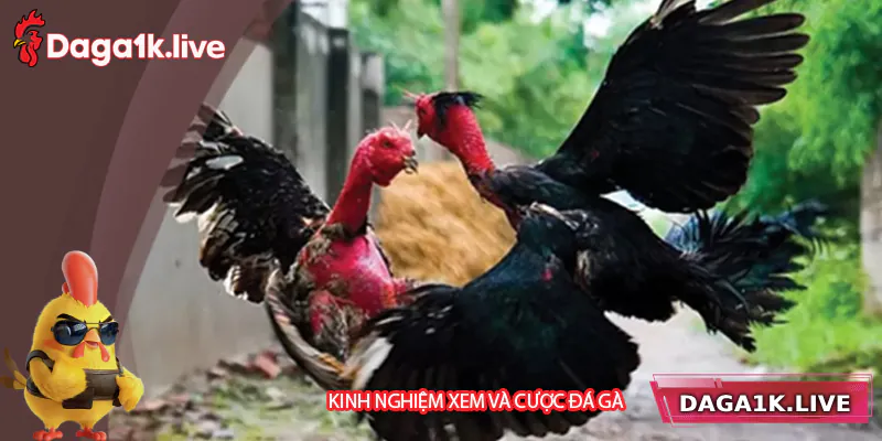 Chia sẻ kinh nghiệm xem và đặt cược đá gà chọi C1
