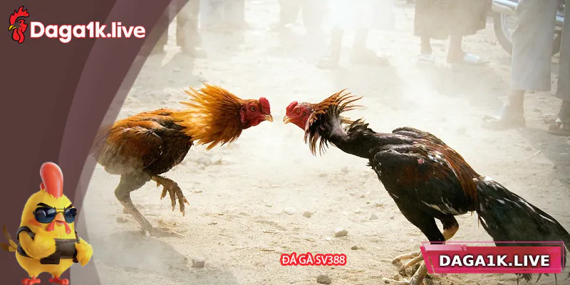 Đá Gà SV388 – Sân Chơi Đỉnh Cao Dành Cho Tín Đồ Đá Gà