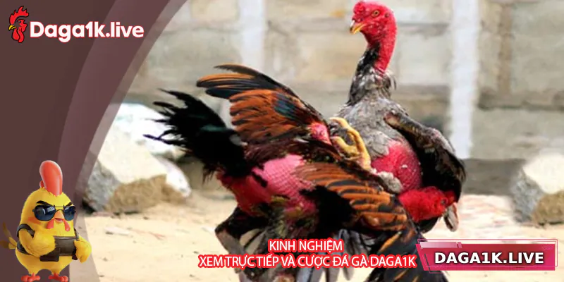 Kinh nghiệm xem trực tiếp và cá cược đá gà hiệu quả