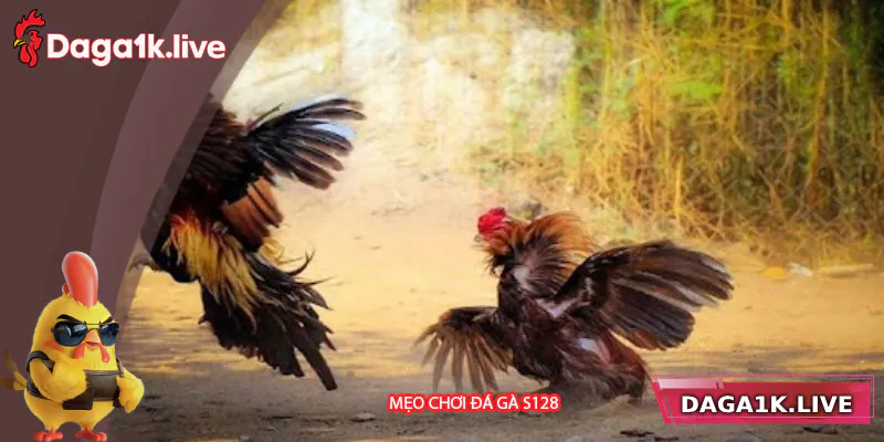 Mẹo chơi đá gà S128 hiệu quả