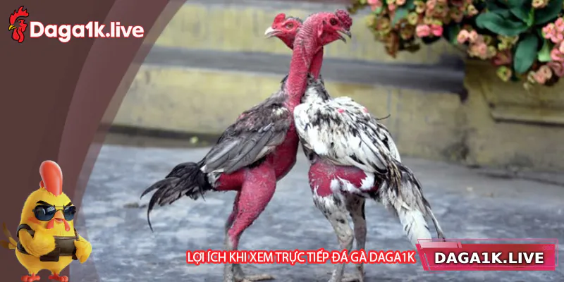 Tiện ích khi xem trực tiếp đá gà đòn Daga1k