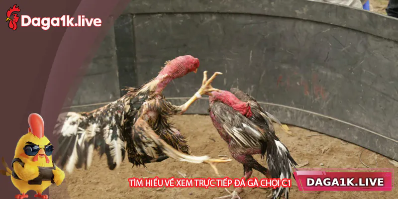 Tìm hiểu chung về trực tiếp đá gà chọi C1