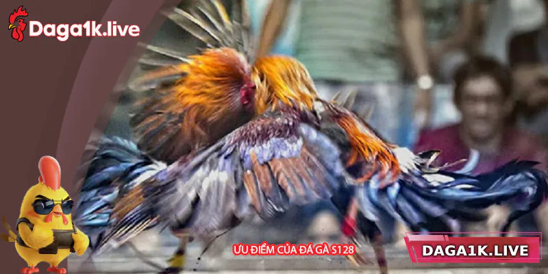 Ưu điểm của sân chơi cá cược đá gà S128