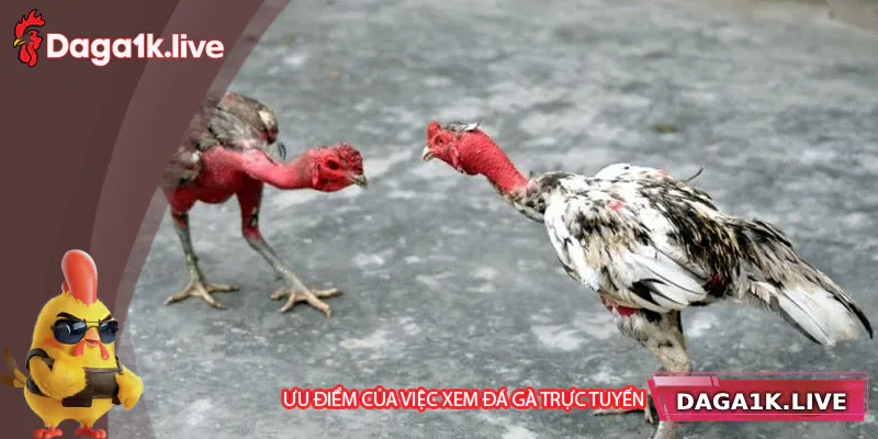 Ưu điểm của việc xem trực tiếp đá gà chọi online